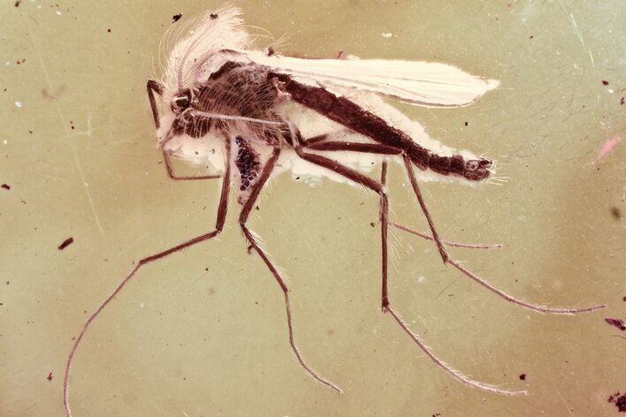 Detailed Fossil True Midge (Chironomidae) in Baltic Amber #346632